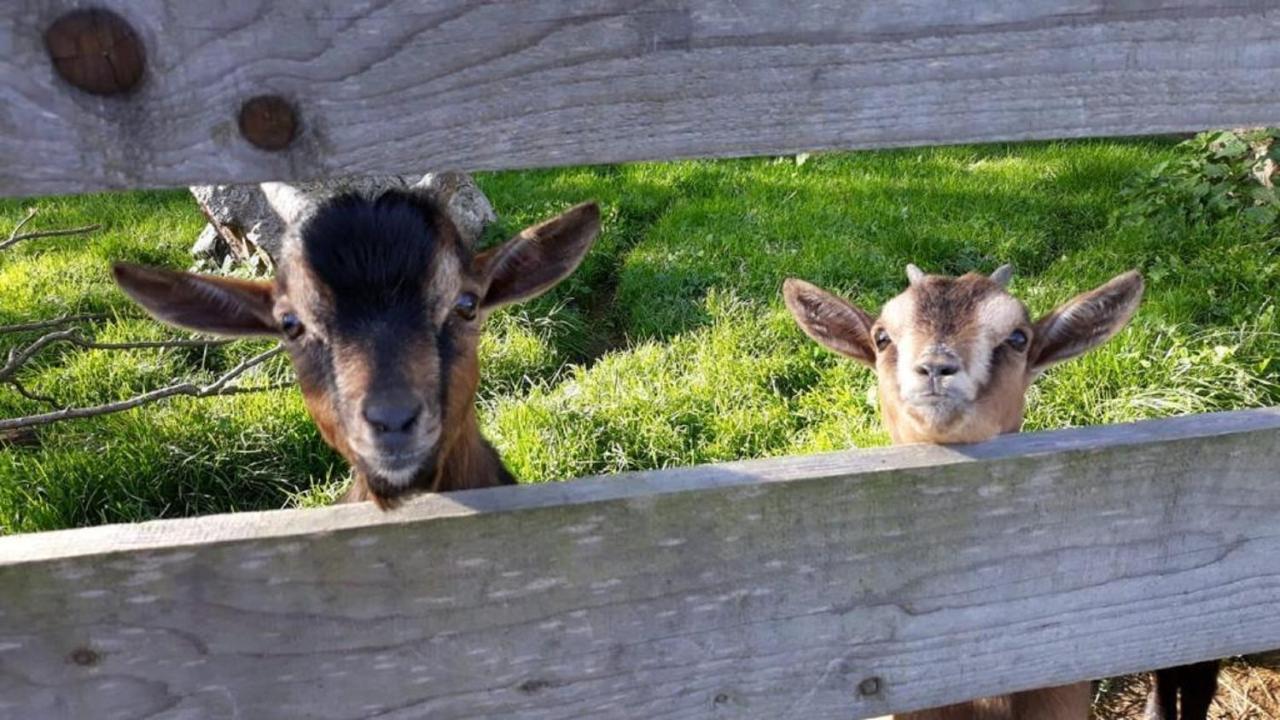 Landgasthof Blasini - Pfahlhof Zandt Eksteriør billede